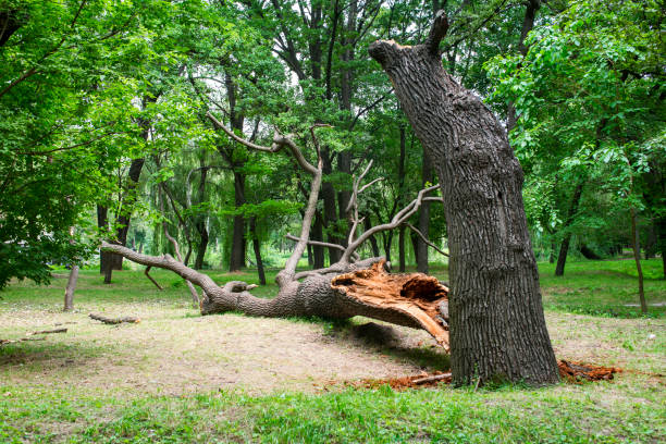 How Our Tree Care Process Works  in  Wortham, TX