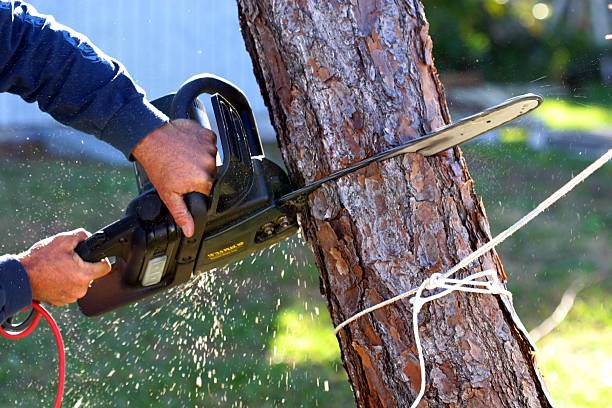 Reliable Wortham, TX Tree Care Solutions